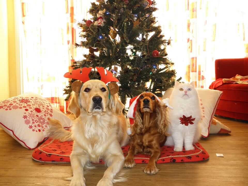 How to Include Your Dog in Holiday Celebrations?