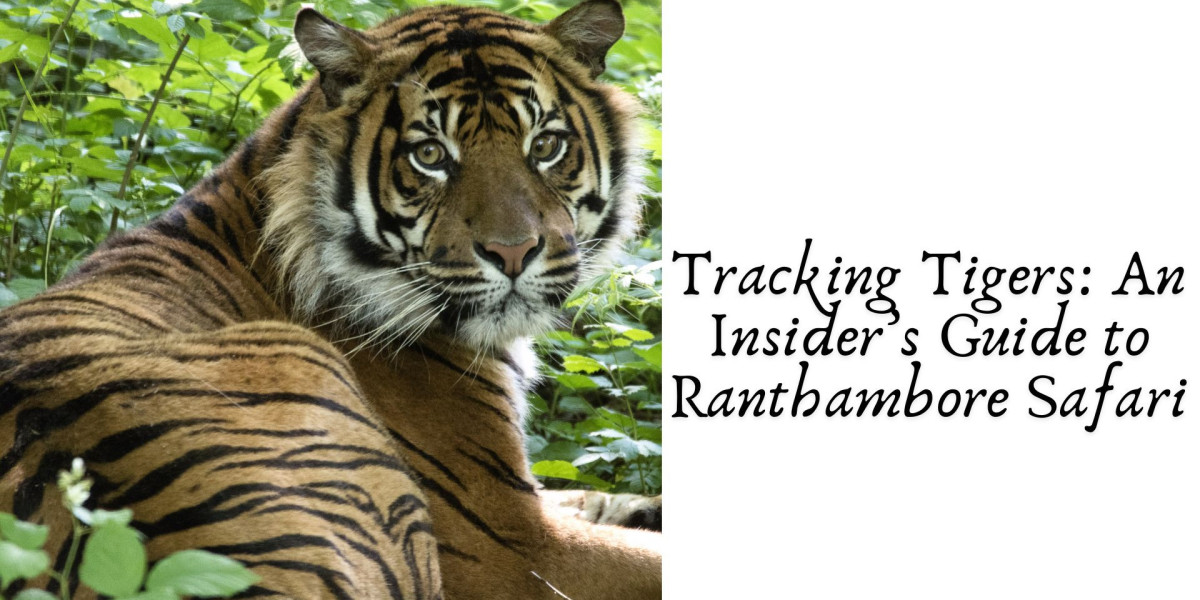 Tracking Tigers: An Insider’s Guide to Ranthambore Safari